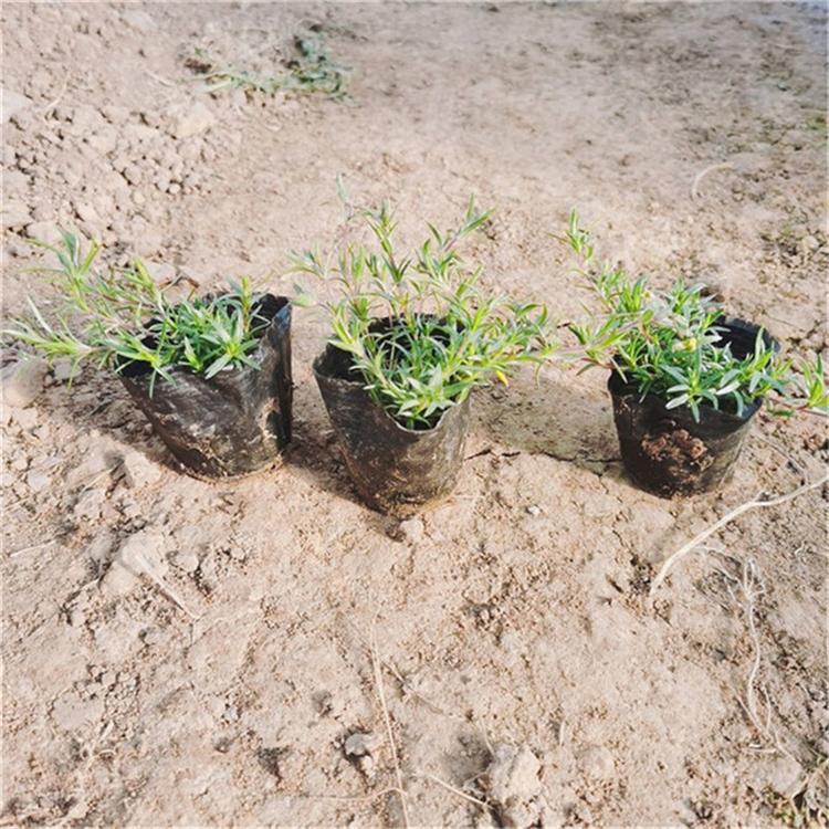 芝樱基地直销 芝樱野花组合