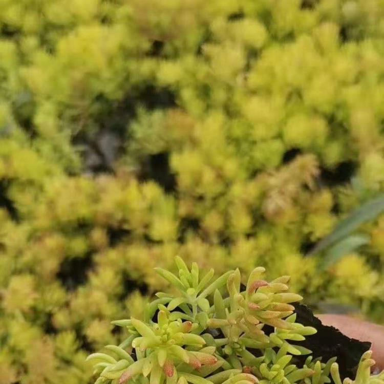 金叶佛甲草报价 金叶佛甲草种植基地 基地直销金叶佛甲草