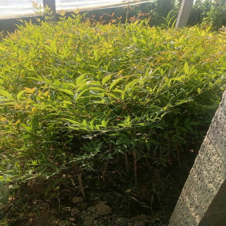 南天竹 南天竹小苗 基地直销南天竹 可整型修剪 南天竹批发价格