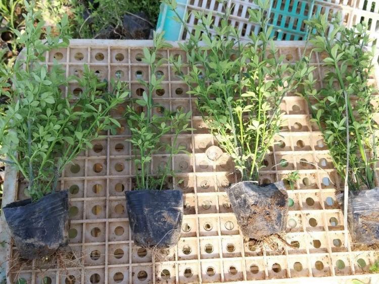 迎春 迎春花价格 山东迎春种植基地 绿化用苗迎春花