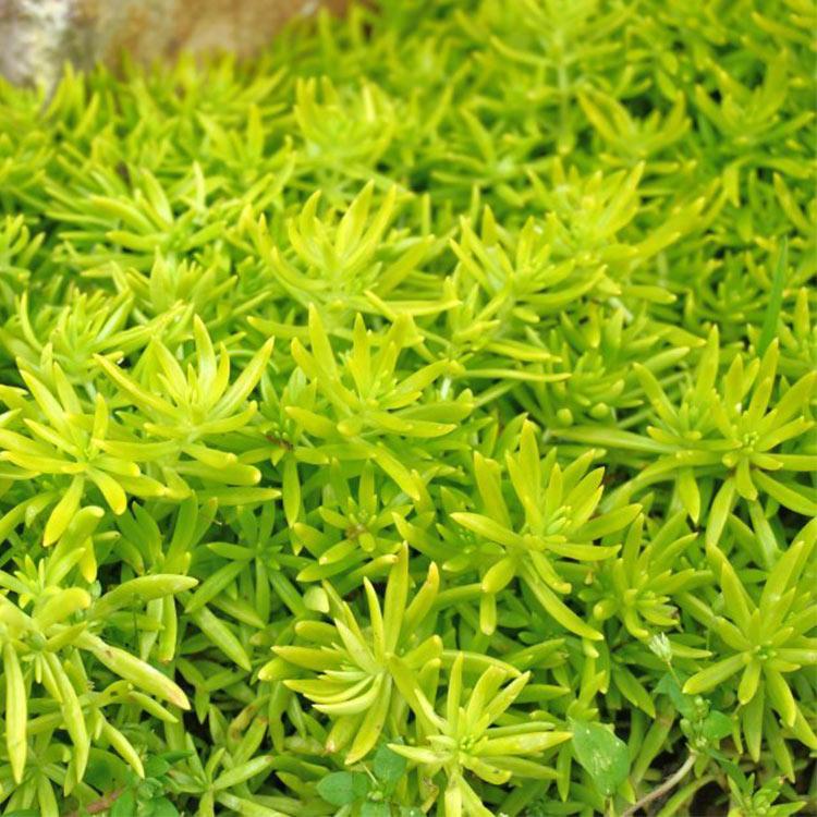 佛甲草杯苗销售 时令草花基地 山东佛甲草杯苗