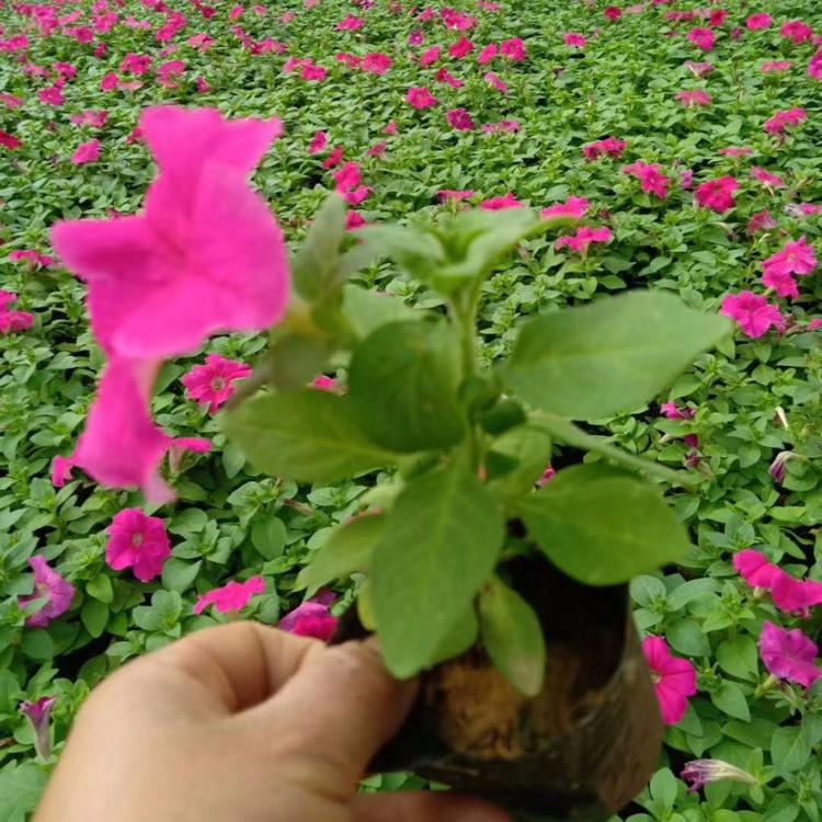 矮牵牛 牵牛花价格 碧冬茄批发 绿化专用苗