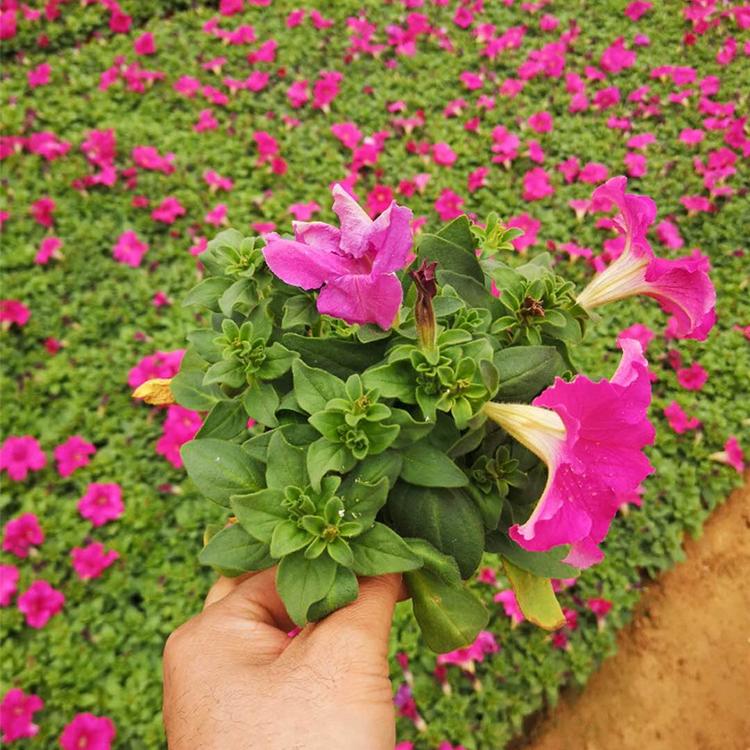 青州草花基地 开春预定苗 矮牵牛小苗 矮牵牛价格