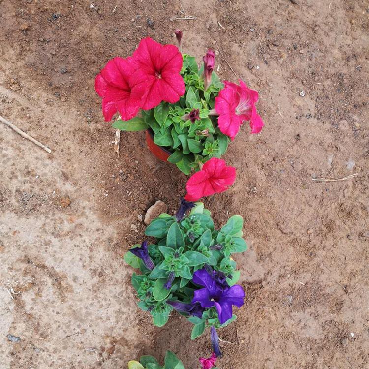 矮牵牛批发 大量批发 矮牵牛小苗 青州草花批发