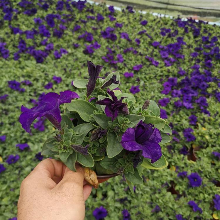 矮牵牛 青州草花 开春预定苗 矮牵牛批发