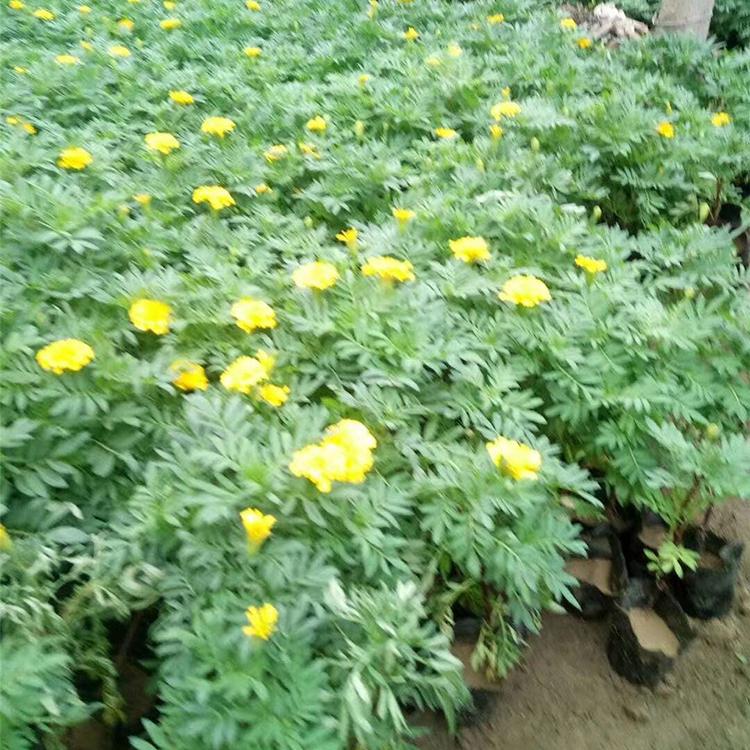 基地供应 孔雀草供应商 山东孔雀草