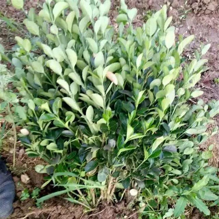 大量批发 冬青小苗销售 山东冬青小苗
