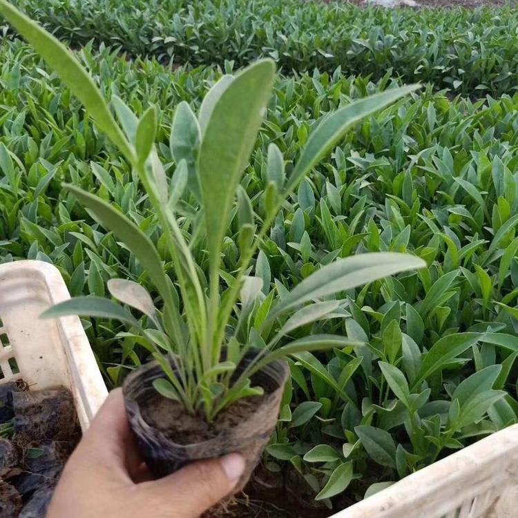青州金鸡菊价格金鸡菊基地价格