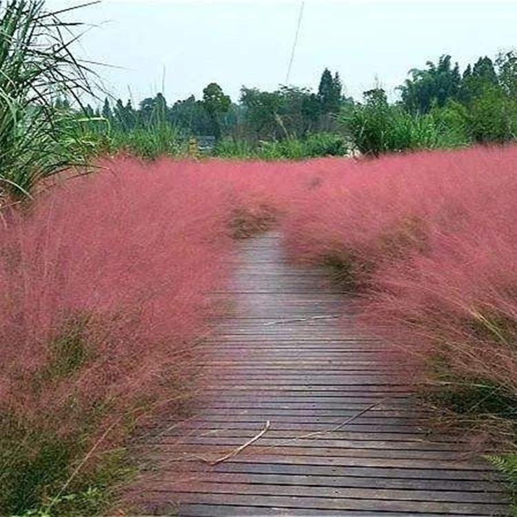山东草花 订购报价 粉黛乱子草花海