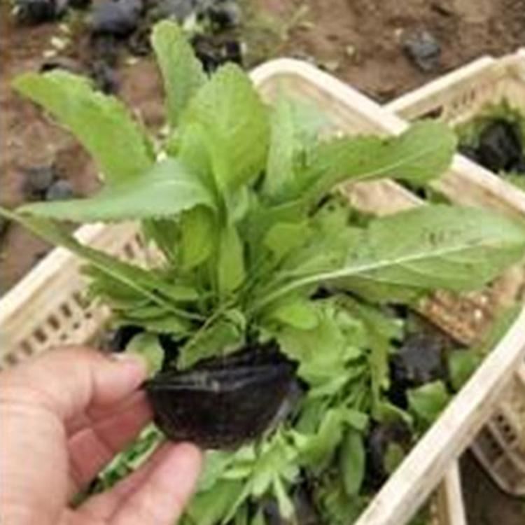 青州宿根草花 鼠尾草 基地供应 鼠尾草批发