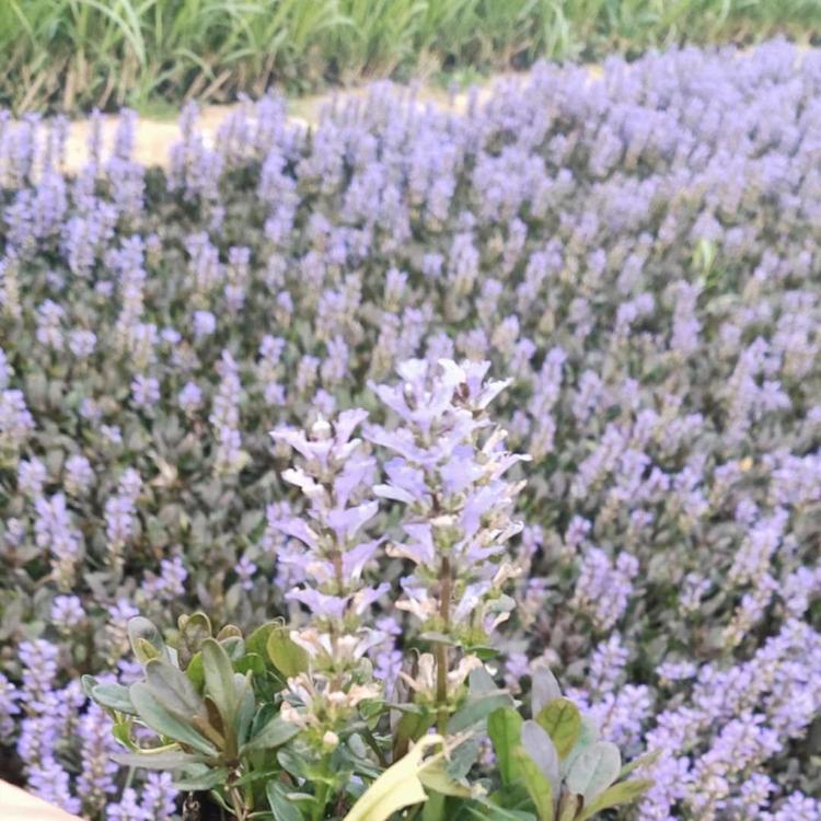 筋骨草批发 山东筋骨草批发 基地供应多花筋骨草