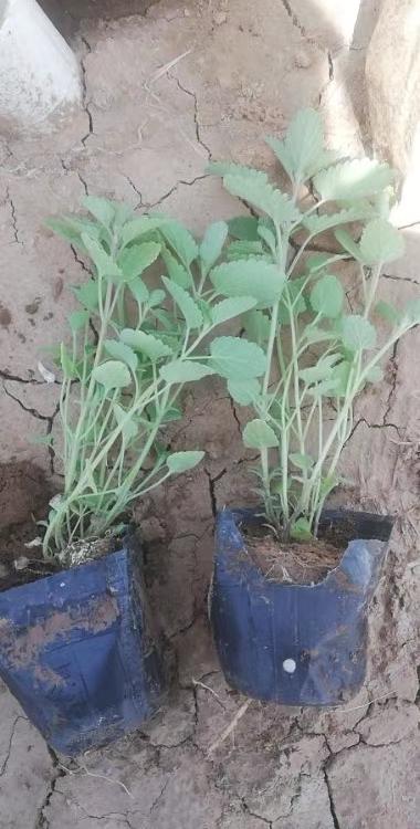 美国薄荷 美国薄荷种植基地 山东美国薄荷供应 绿化用苗找江瑞