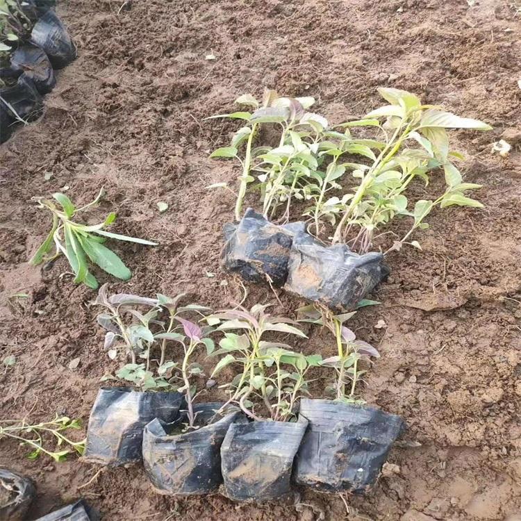 荆芥 荆芥价格 批售荆芥 荆芥种植基地 江瑞园艺直供