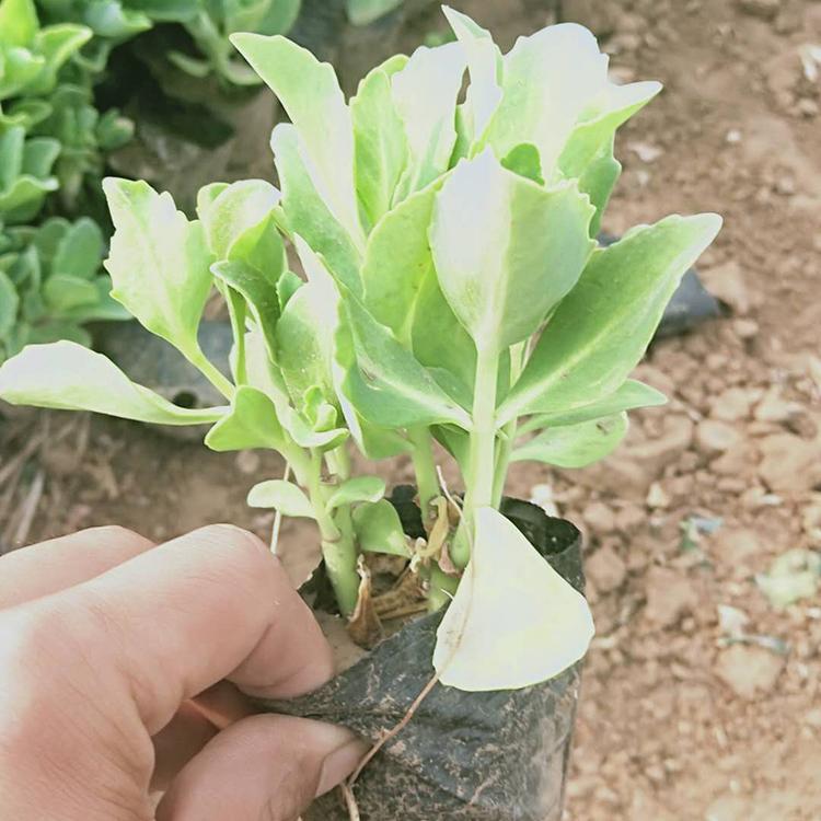 八宝景天种植基地 八宝景天培育 产地自销