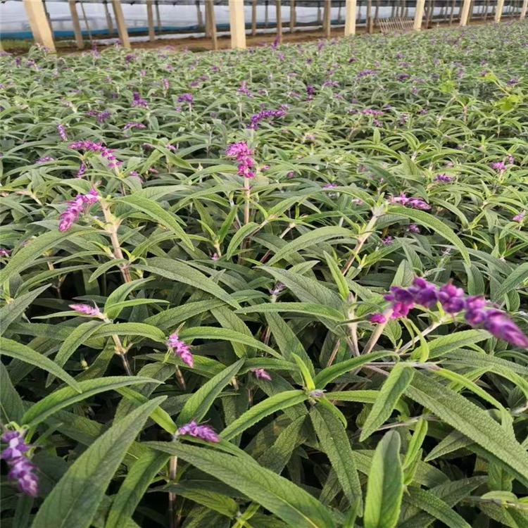 草花鼠尾草 鼠尾草基地 鼠尾草供应 青州鼠尾草 常年现货供应四季草花