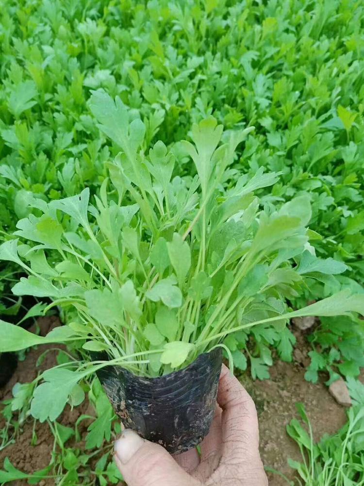 冰岛虞美人 冰岛虞美人种植基地
