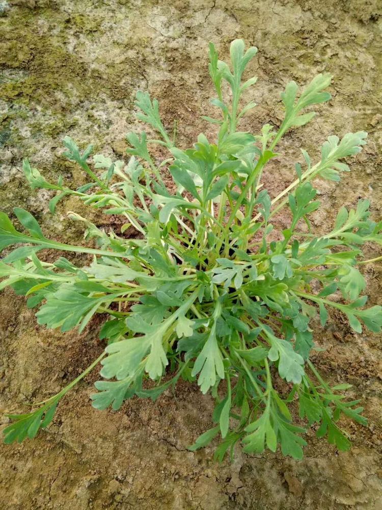 大量优质冰岛虞美人 基地直销价格 冰岛虞美人小苗 冰岛虞美人供应
