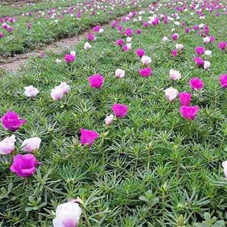 半枝莲种植基地 顺景源种植批发观赏半枝莲