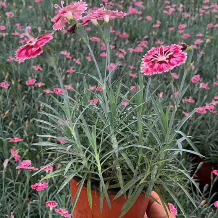 顺景源花卉直销 彩虹石竹批发 观赏彩虹石竹