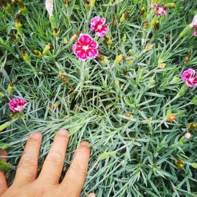 顺景源花卉直销 彩虹石竹种植 观赏彩虹石竹