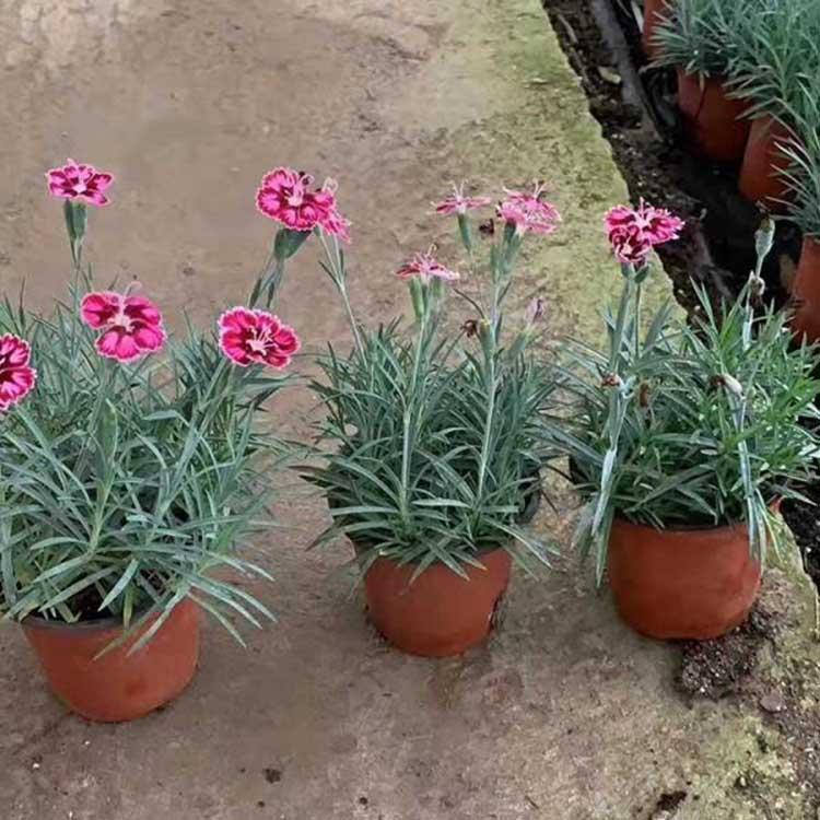 山东彩虹石竹 彩虹石竹批售 彩虹石竹盆苗