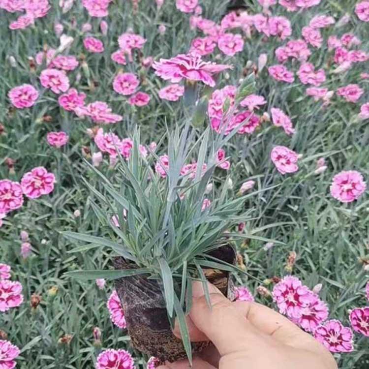山东彩虹石竹 彩虹石竹供应 喜阳彩虹石竹