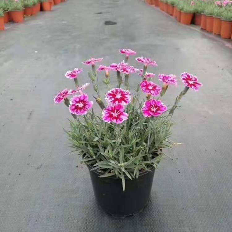 基地现货供应 彩虹石竹价格 观赏彩虹石竹