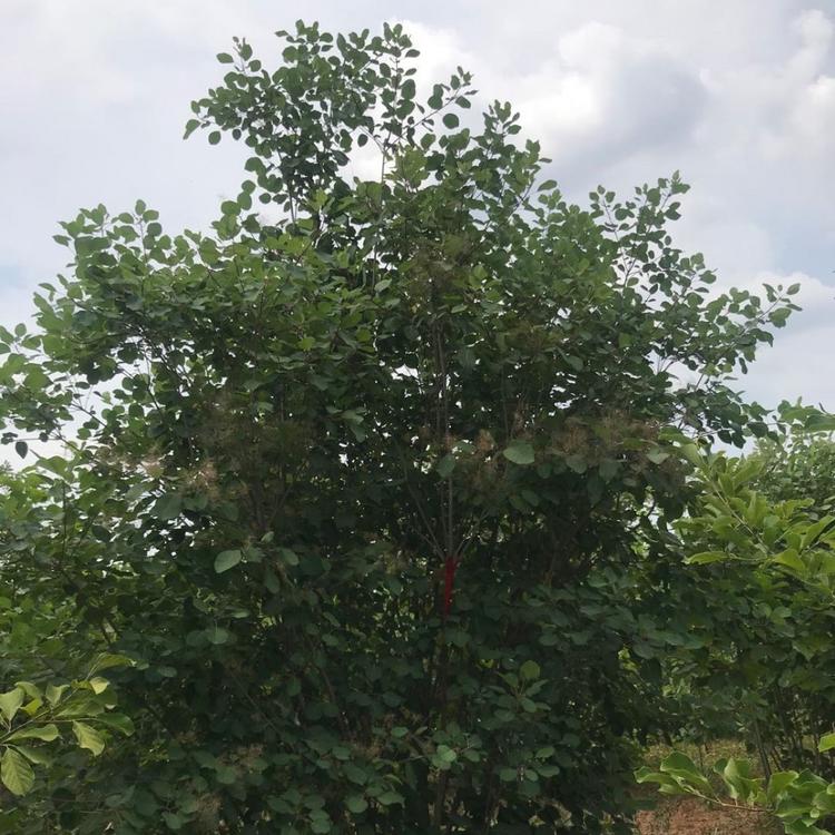 青州绿化苗木 丛生黄栌  黄栌价格  丛生黄栌种植基地