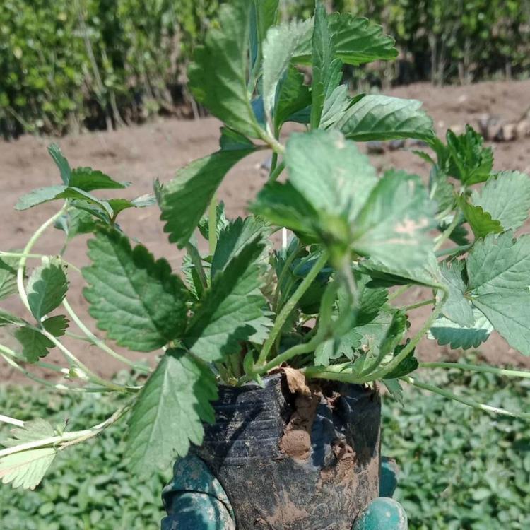 蛇莓  青州蛇莓种植基地  蛇莓批发  蛇莓小苗 蛇莓直销