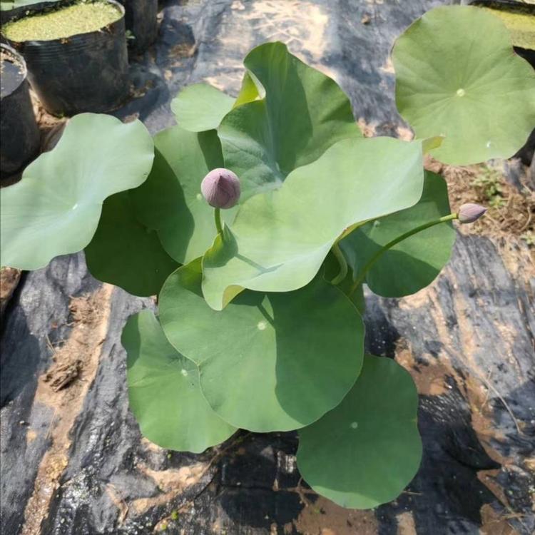 荷花 青州荷花种植基地  荷花 睡莲供应  荷花基地  睡莲批发