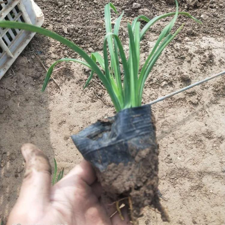 金娃娃萱草  青州金娃娃萱草种植基地 金娃娃萱草小苗 金娃娃萱草批发
