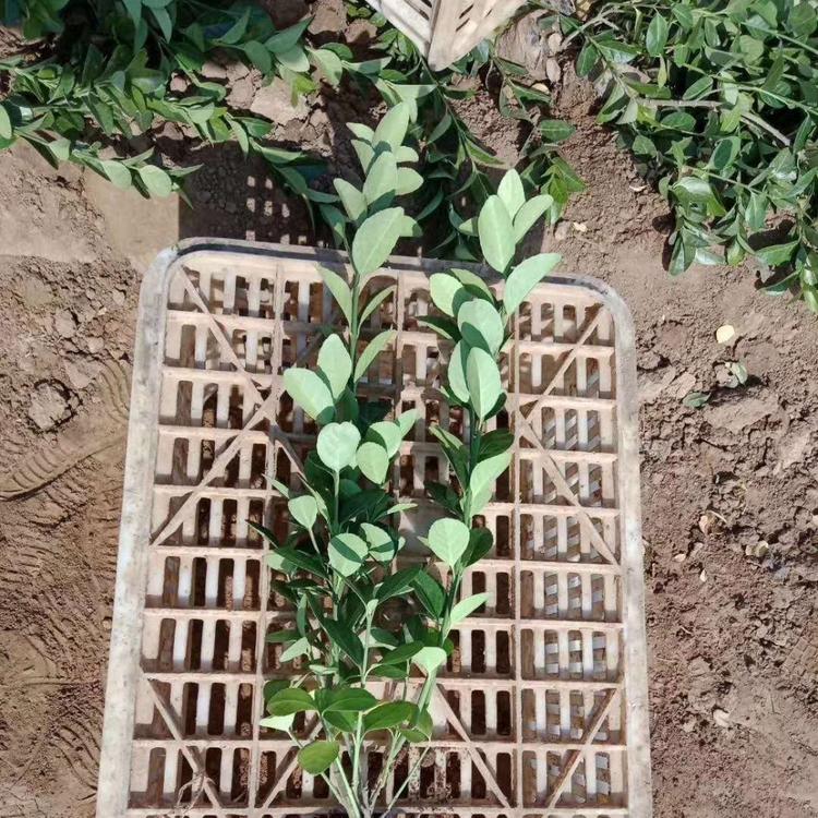 大叶黄杨 青州大叶黄杨种植基地