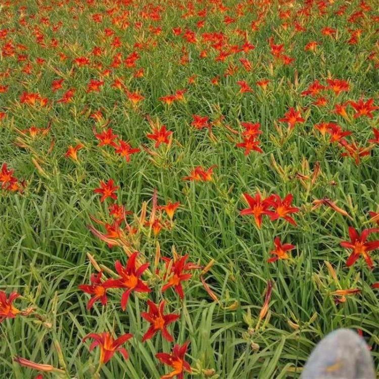 苗圃供应 红花萱草供应商 草花供应商