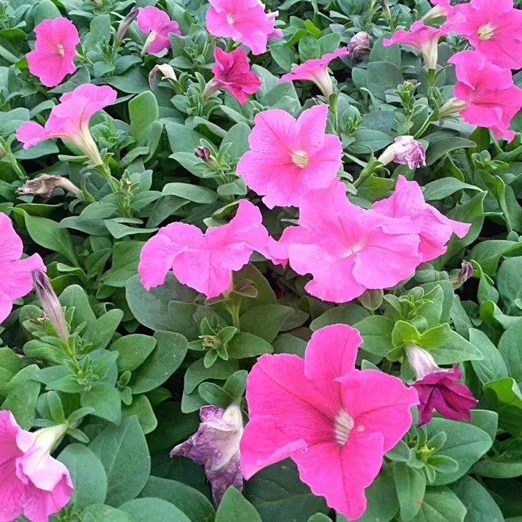 带花矮牵牛报价 发势好 青州宿根草花供应