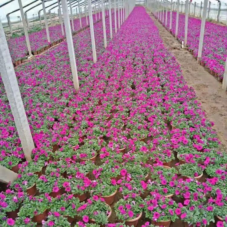 量大优惠 垂吊矮牵牛 青州宿根草花批发 矮牵牛批发