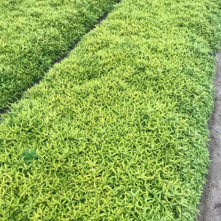 金叶莸大量供应 金叶莸小苗 青州金叶莸种植基地 香泽