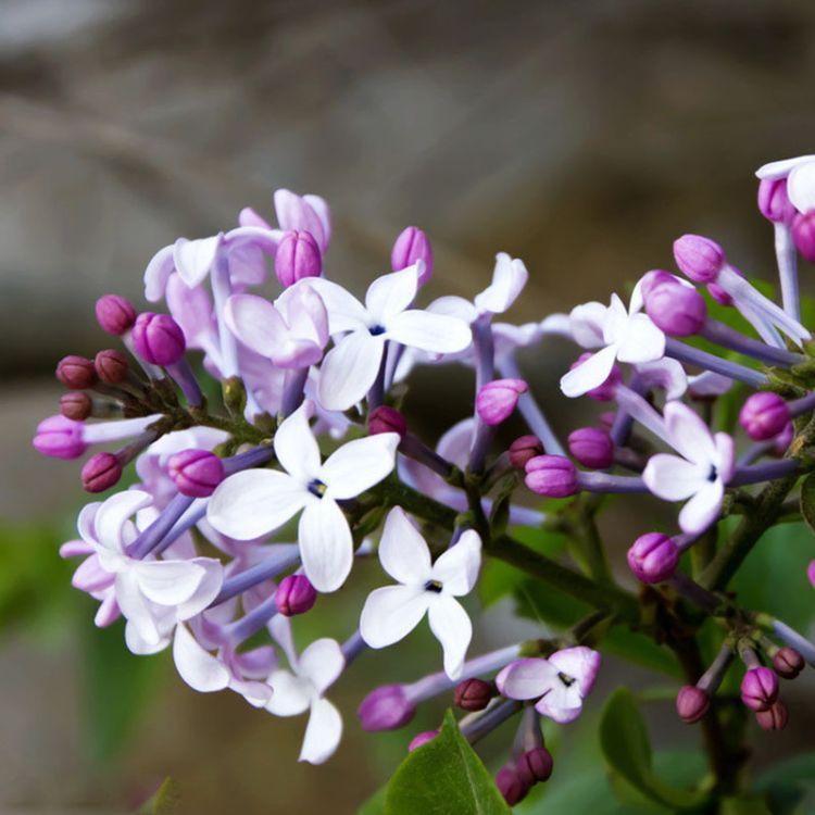 青州丛生丁香  丁香花  丁香苗价格 欢迎咨询