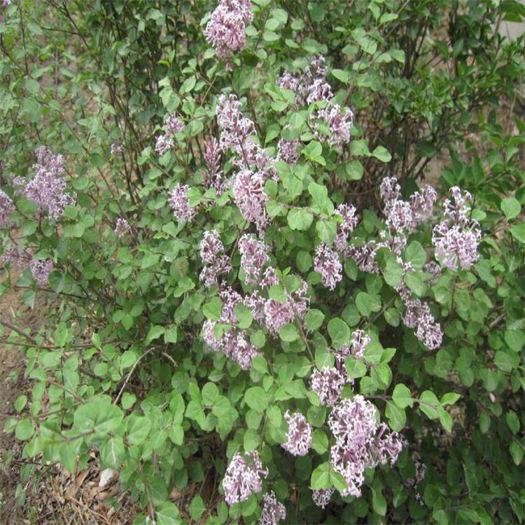 上海丁香  丛生丁香  丁香花卉批发 欢迎咨询