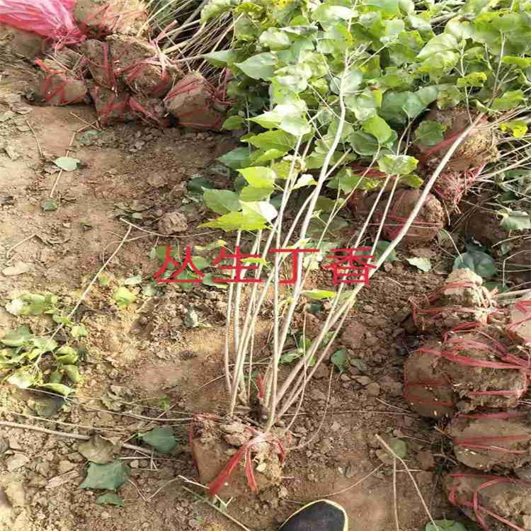 上海丛生丁香  丁香花  丁香苗批发 优惠多