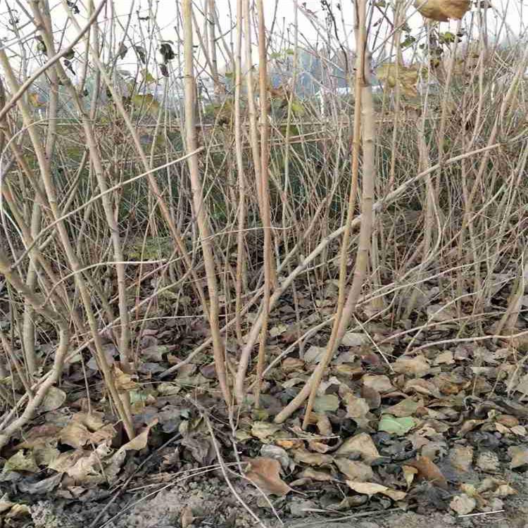 山东丁香苗  丛生丁香花  丁香花卉价格 优惠多