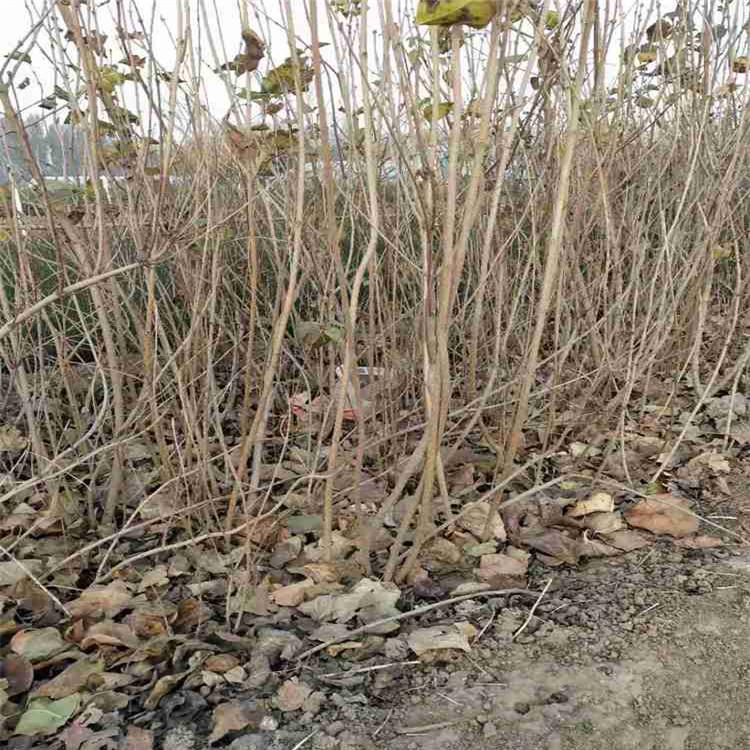 临沂丁香  丛生丁香  丁香花卉基地 欢迎咨询