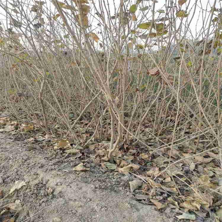 潍坊丁香  丛生丁香  丁香花卉基地 品种齐全