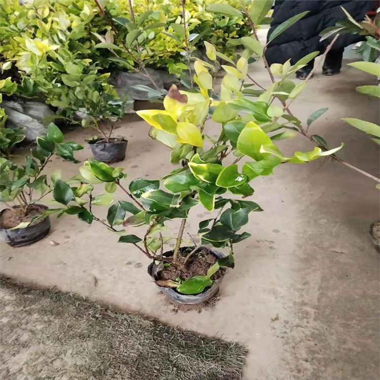 聊城金叶女贞球  大叶女贞基地 绿化工程