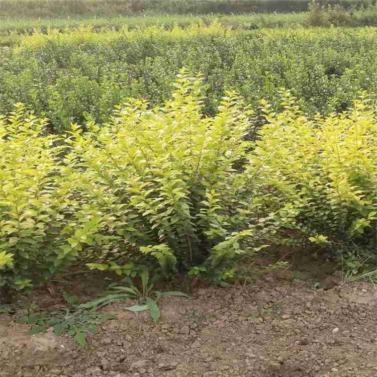 自产自销金叶女贞球  大叶女贞基地 量大价优