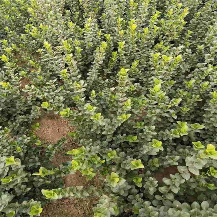 菏泽卫矛球  卫矛苗子  卫矛培育 品种全