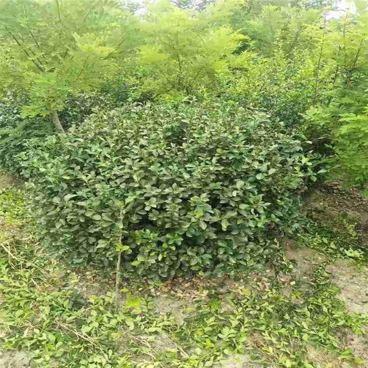 林博卫矛球  卫矛苗子  卫矛价格 价格实惠