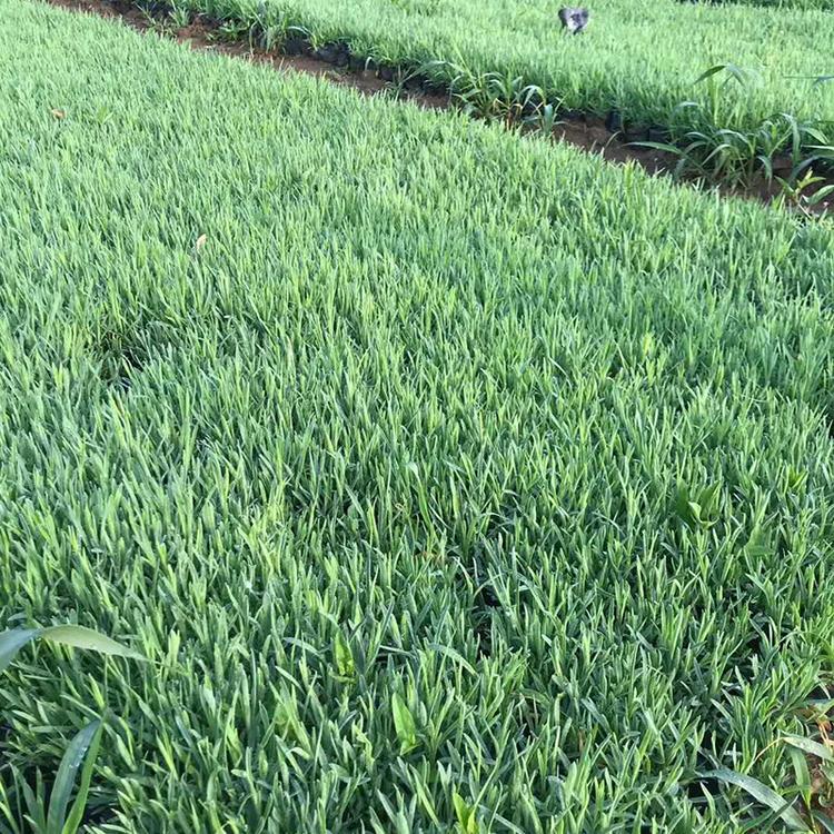 青州石竹种植基地 大量供应地被石竹 地被石竹批发价格