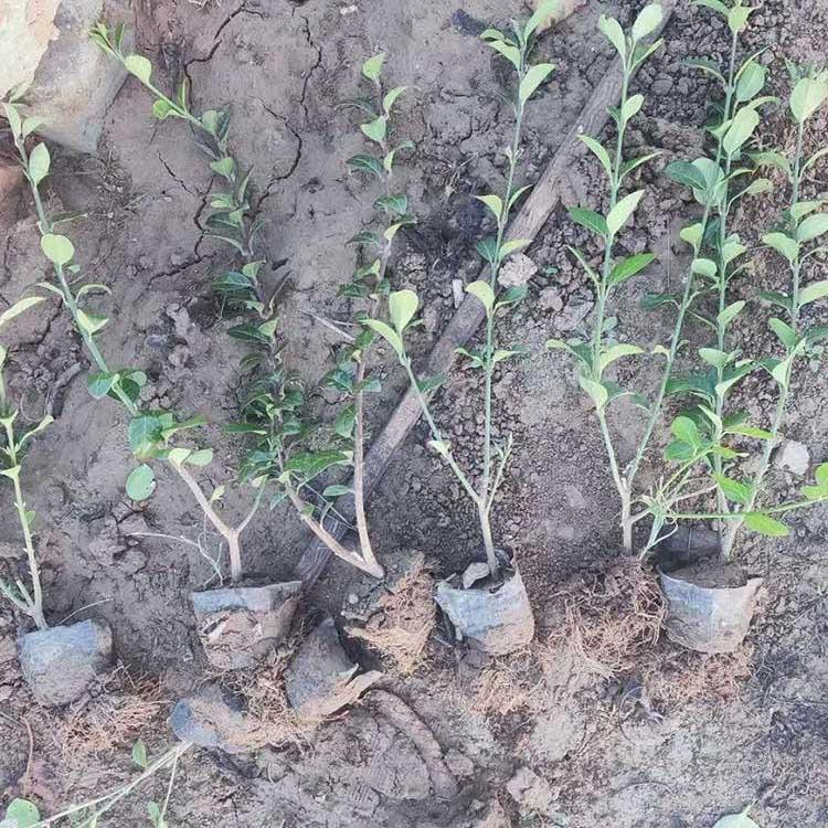 大叶黄杨基地直销 大叶黄杨绿化苗质量好 久顺
