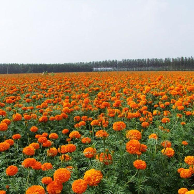 山东草花 草花行情 开花草花批发【文萱花卉】