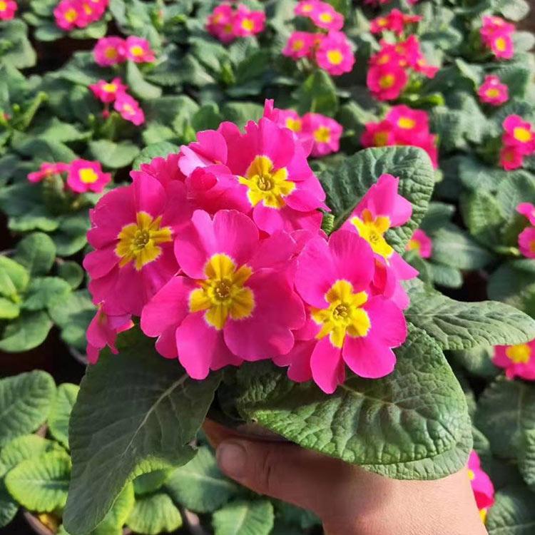 青州草花 草花行情 价格从优